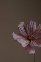 Violet Sandalwood 120 ml Reed Diffuser - Daily Favorite