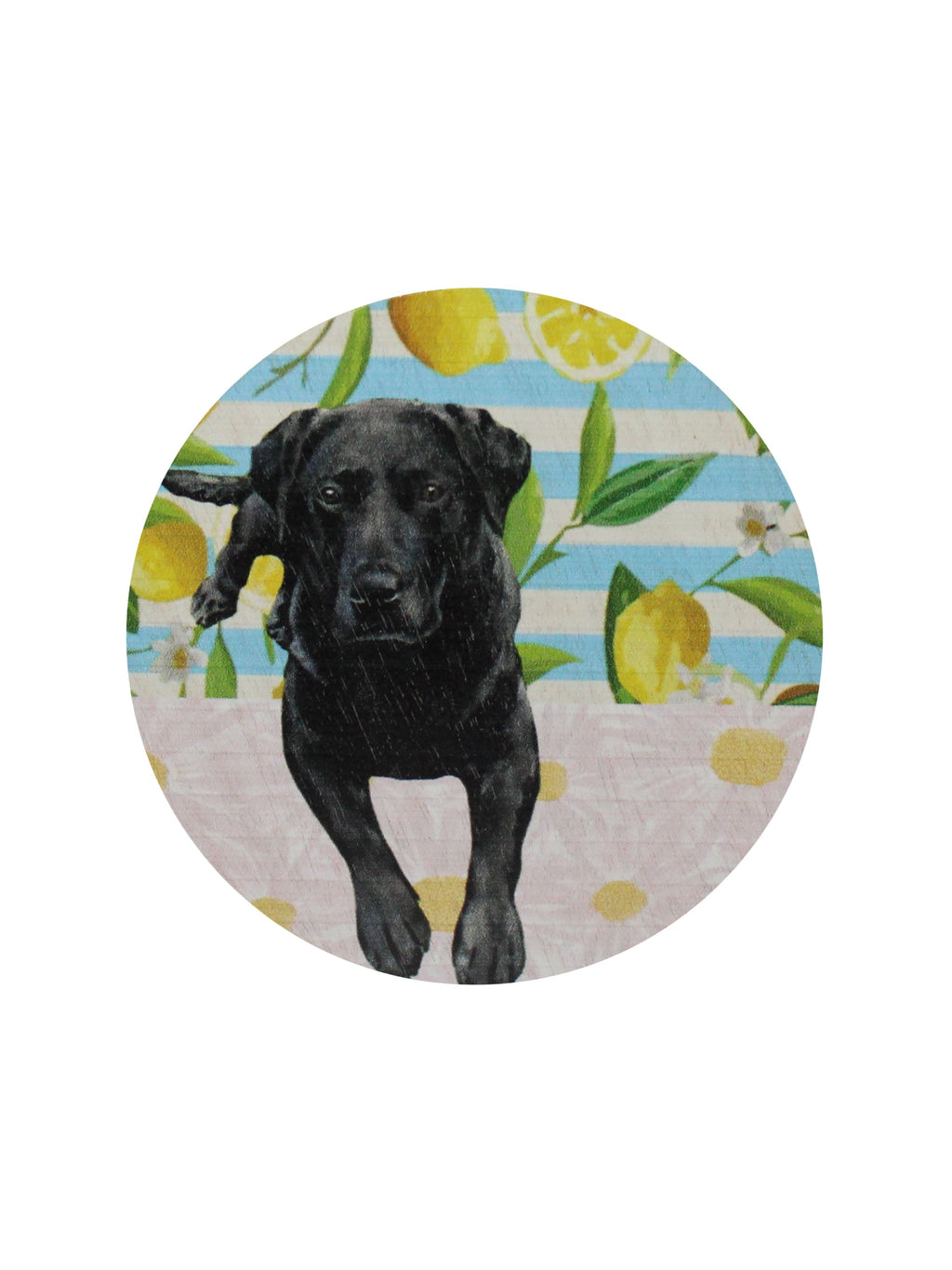 Sand + Paws Tropical Citrus 12 oz scented candle - Fine Fragrance