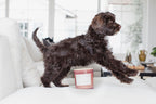 Sand + Paws Goji Berry 21 oz scented candle - Fine Fragrance