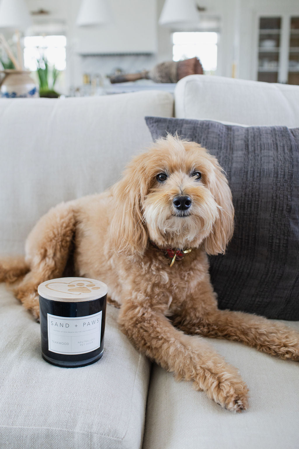 Sand + Paws Teakwood 21 oz scented candle - Fine Fragrance