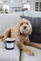 Sand + Paws Teakwood 21 oz scented candle - Fine Fragrance