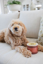Sand + Paws Apple Spice 12 oz scented candle - Fine Fragrance