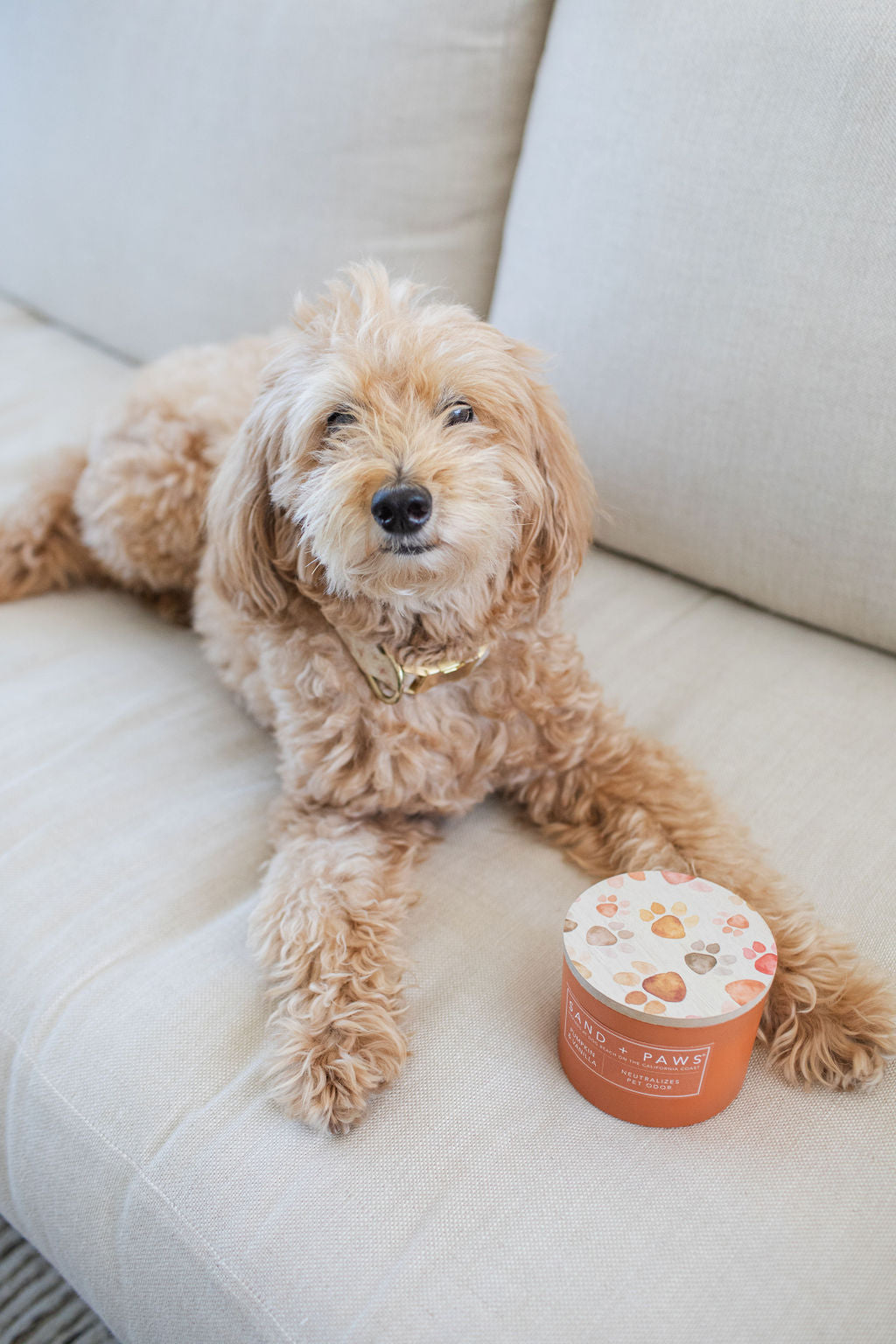 Sand + Paws Pumpkin & Vanilla 12 oz scented candle - Fine Fragrance