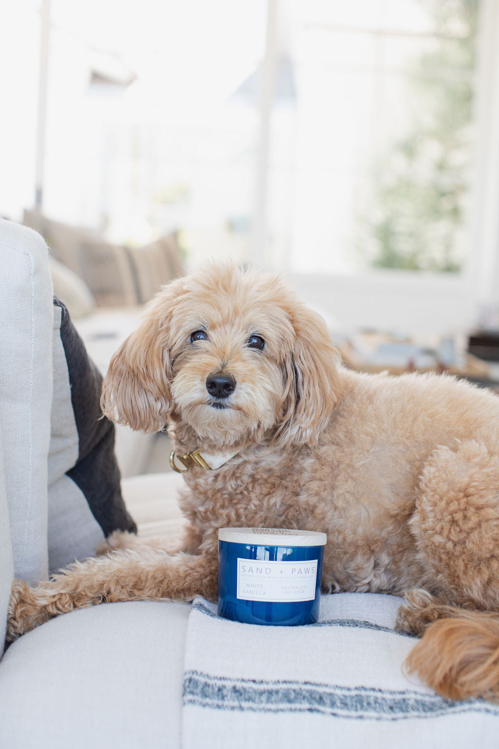 Sand + Paws White Vanilla 12 oz scented candle - Fine Fragrance