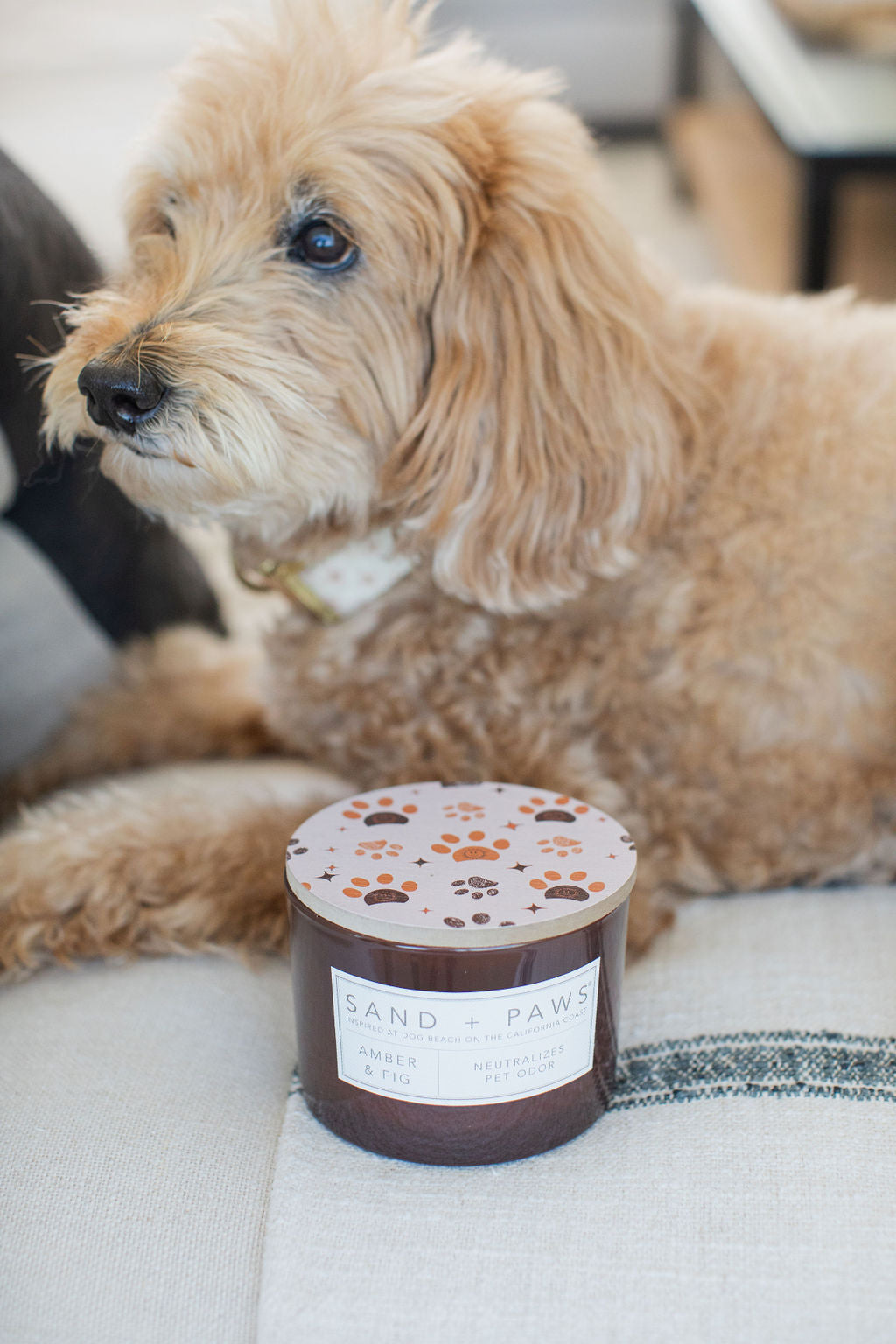 Sand + Paws Amber & Fig 12 oz scented candle - Fine Fragrance