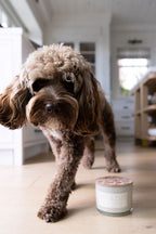 Sand + Paws Spiced Gingerbread 12 oz scented candle - Fine Fragrance