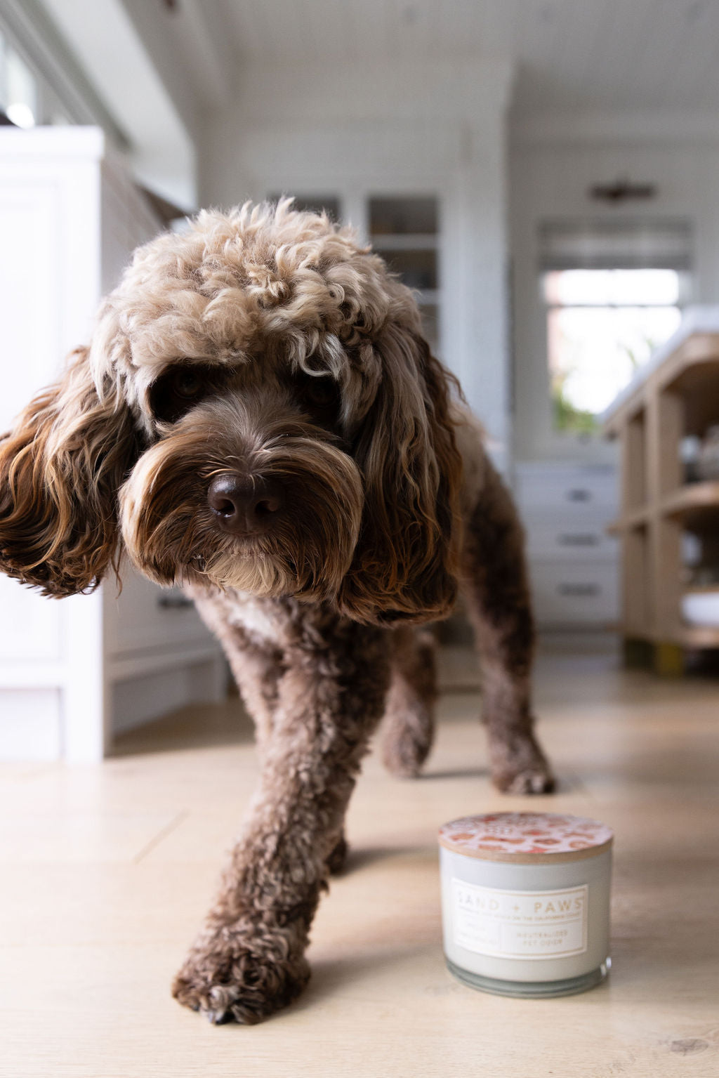 Sand + Paws Spiced Gingerbread 12 oz scented candle - Fine Fragrance