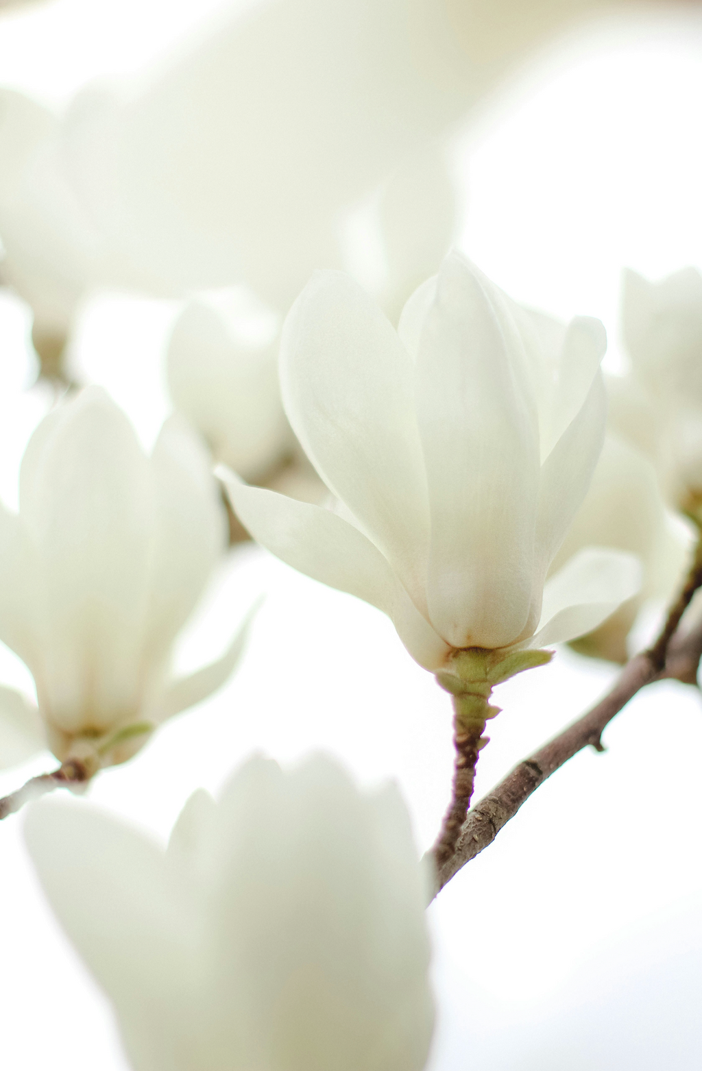 Ivory Bloom 50 ml Perfume Oil Rollerball - Fine Fragrance