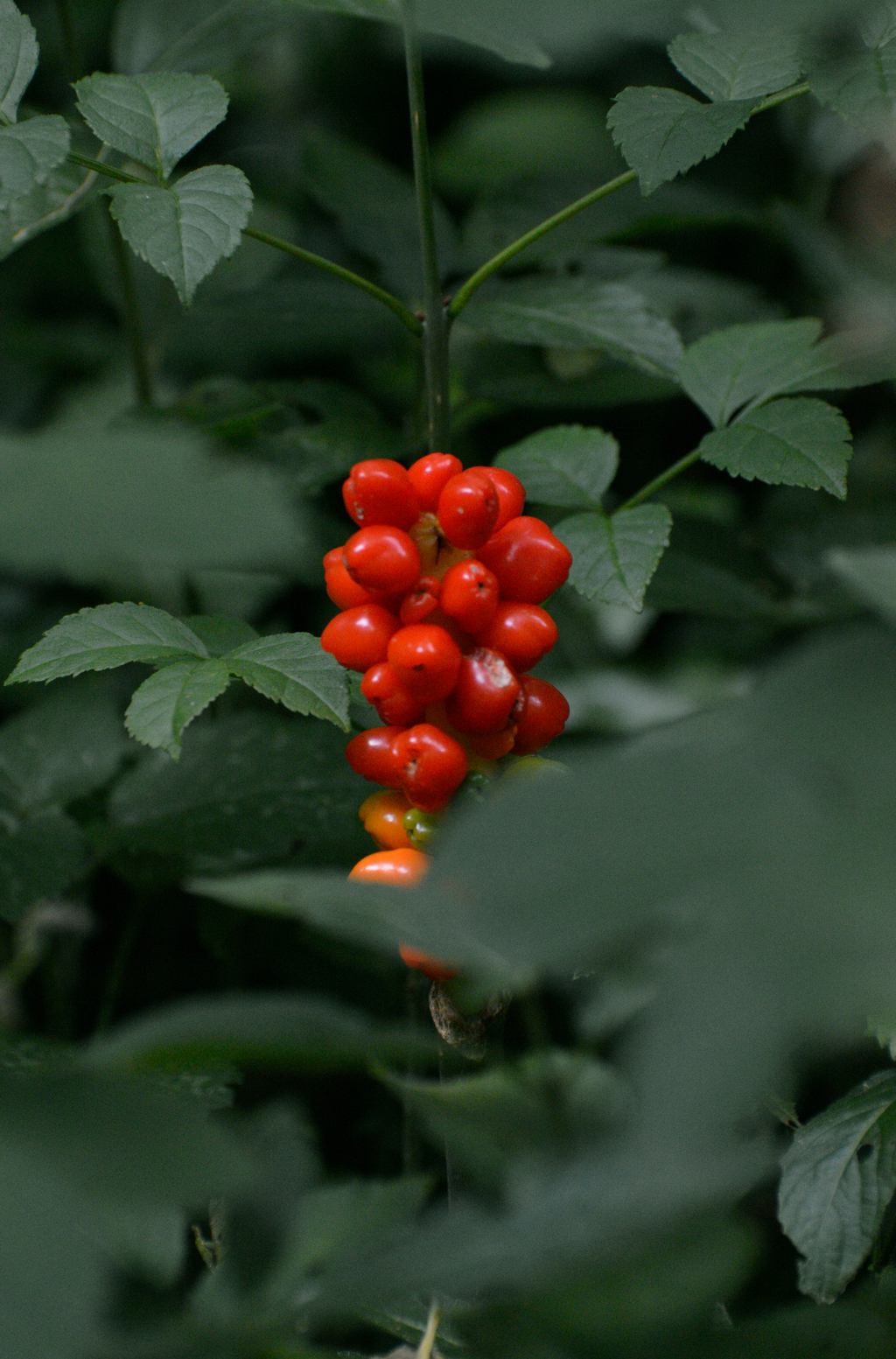 Berry Currant 100 ml Reed Diffuser - Daily Favorite