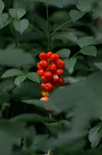 Berry Currant 100 ml Reed Diffuser - Daily Favorite
