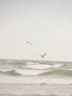 Clean Waves 100 ml Reed Diffuser - Daily Favorite
