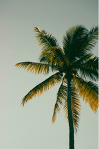 Coconut & Palm 12 oz scented candle - Home Fragrance
