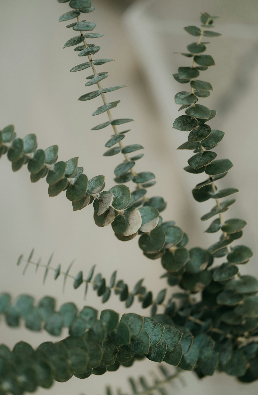 Eucalyptus & Sage 110 ml Reed Diffuser - Daily Favorite