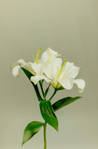 Gardenia 12 oz scented candle - Home Fragrance