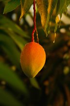 Guava Mango 25.4 oz All-Purpose Spray Cleaner - Daily Favorite