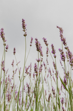 Lavender 12 oz scented candle - Home Fragrance