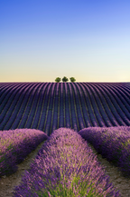 Provence Lavender & Woods 10 oz scented candle - Home Fragrance