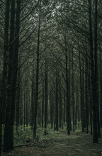 Teakwood 12 oz scented candle - Home Fragrance
