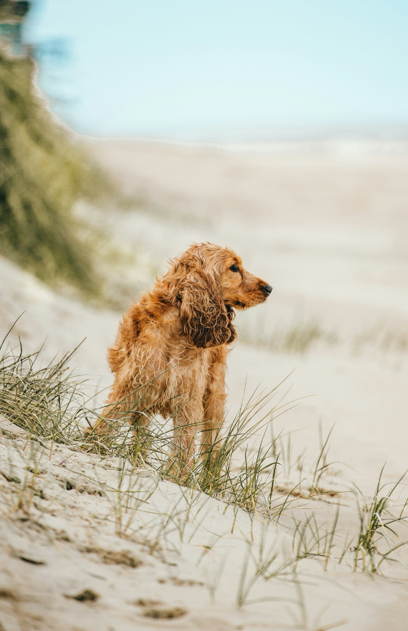 Sand + Paws Sun-n-Fun 12 oz scented candle - Fine Fragrance