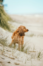 Sand + Paws Sun-n-Fun 12 oz scented candle - Fine Fragrance