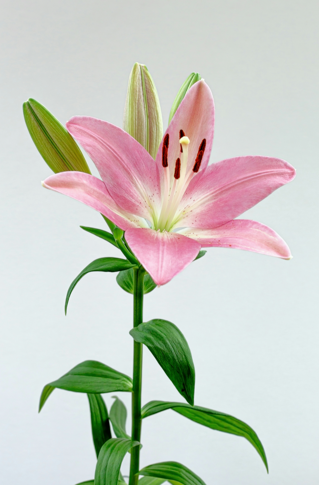 Peony & Lily 100 ml Eau de Toilette - Fine Fragrance