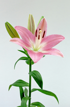 Peony & Lily 100 ml Eau de Toilette - Fine Fragrance