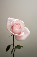 Sweet Rose 50 ml Perfume Oil Dropper - Fine Fragrance