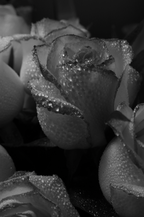 Rose Dew 50ml Perfume Oil Dropper - Fine Fragrance