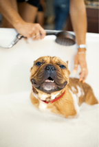 Sand + Paws Pet Shampoo & Conditioner - Vanilla Musk - Moisturizing Care