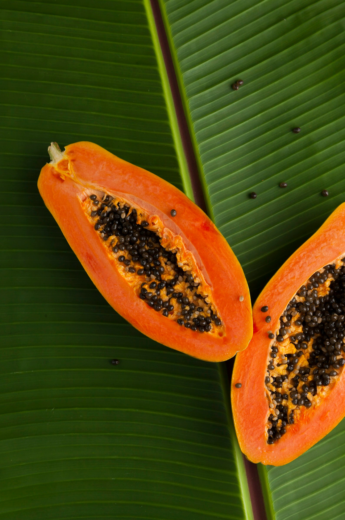 Island Papaya 10 oz scented candle - Home Fragrance