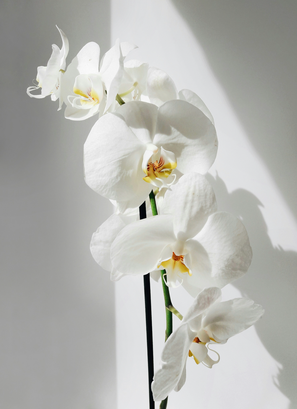 Vanilla Orchid 16.9 oz Whipped Body Butter - Moisturizing Care