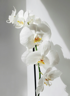 Vanilla Orchid 16.9 oz Whipped Body Butter - Moisturizing Care