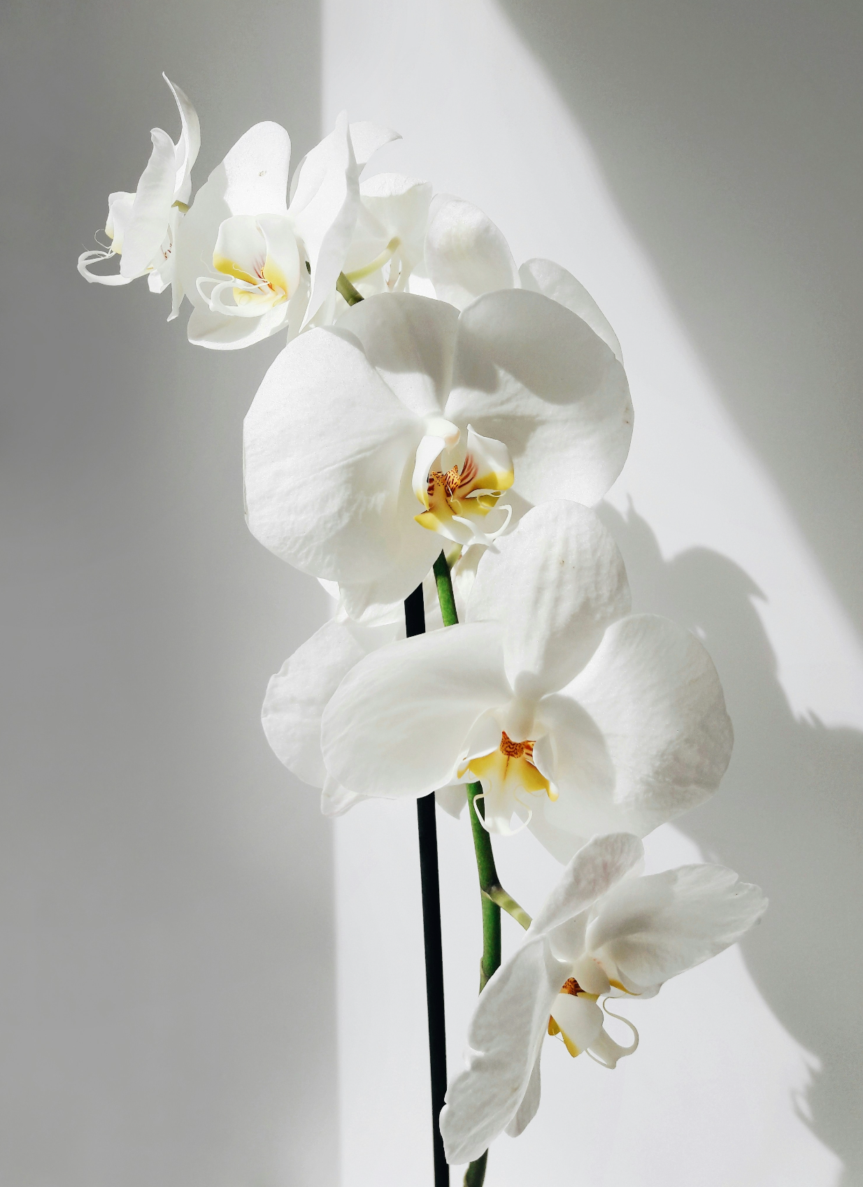 Vanilla Orchid 16.9 oz Whipped Body Butter - Moisturizing Care