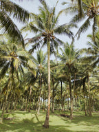 Balinese Coconut Body Lotion - Fine Fragrance