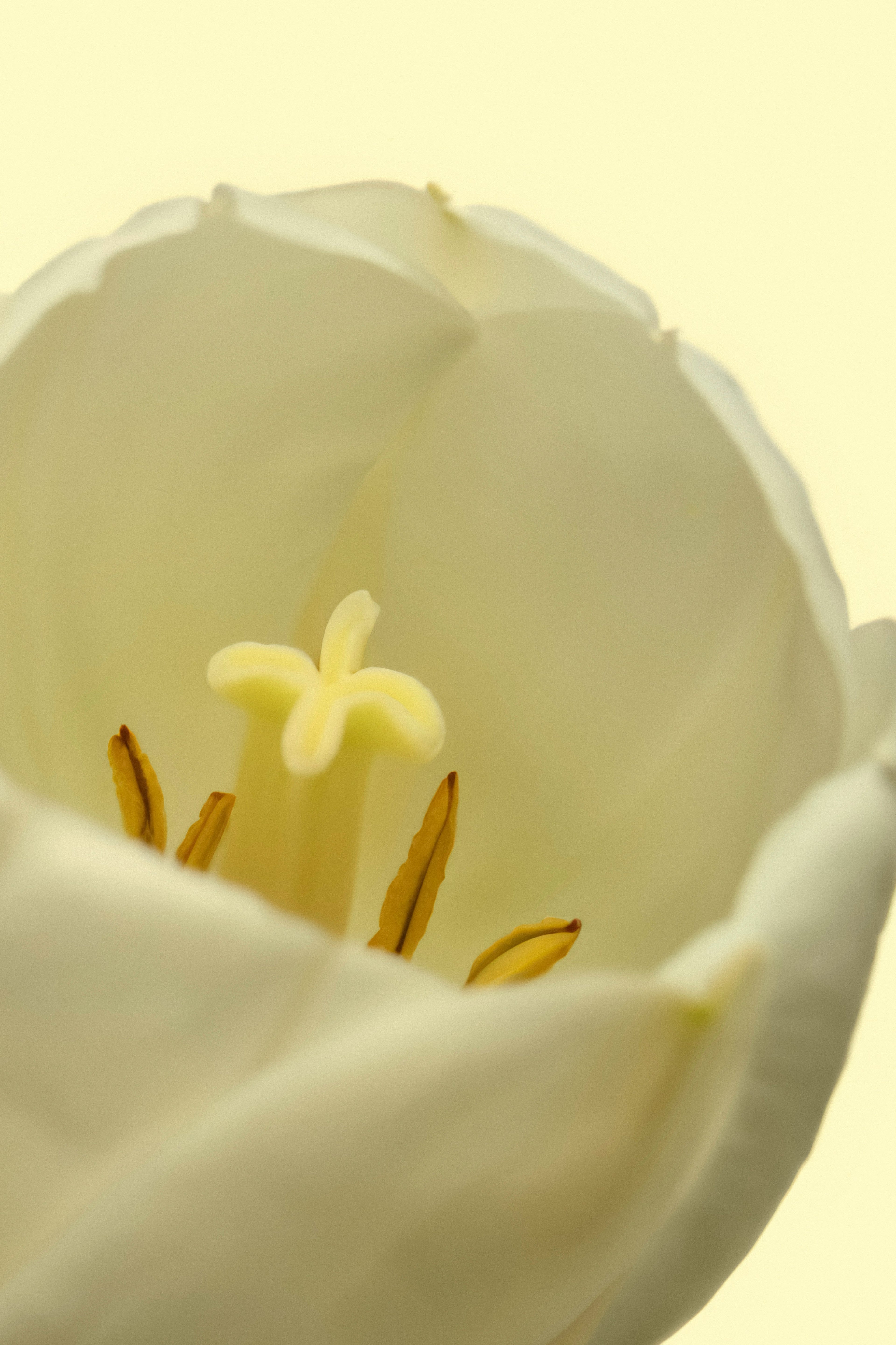 White Tulip 50ml Perfume Oil Rollerball - Fine Fragrance