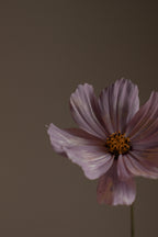 Violet Sandalwood 100 ml Eau de Toilette - Daily Favorite
