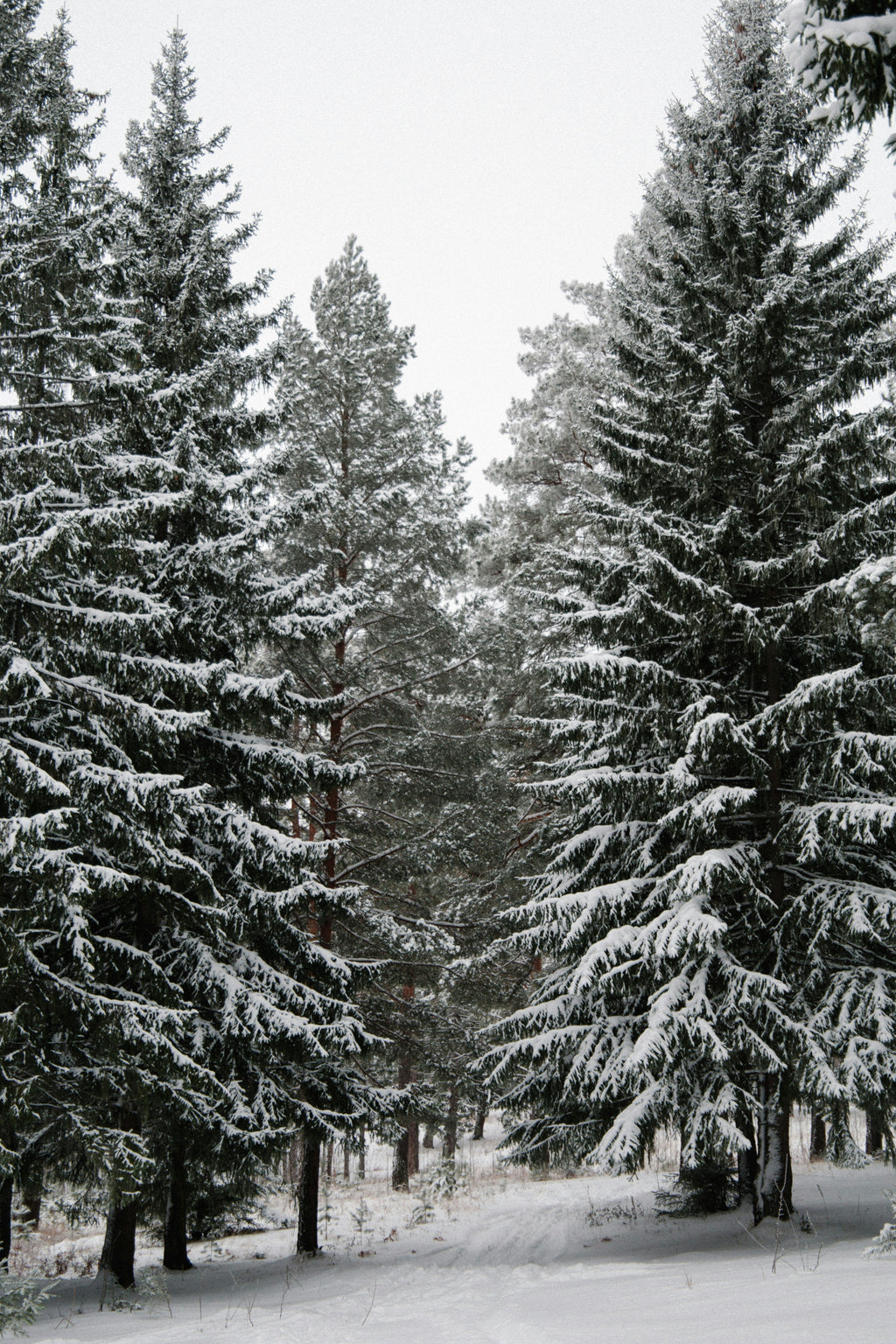 Winter Pine 12 oz scented candle - Home Fragrance