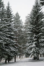 Winter Pine 12 oz scented candle - Home Fragrance