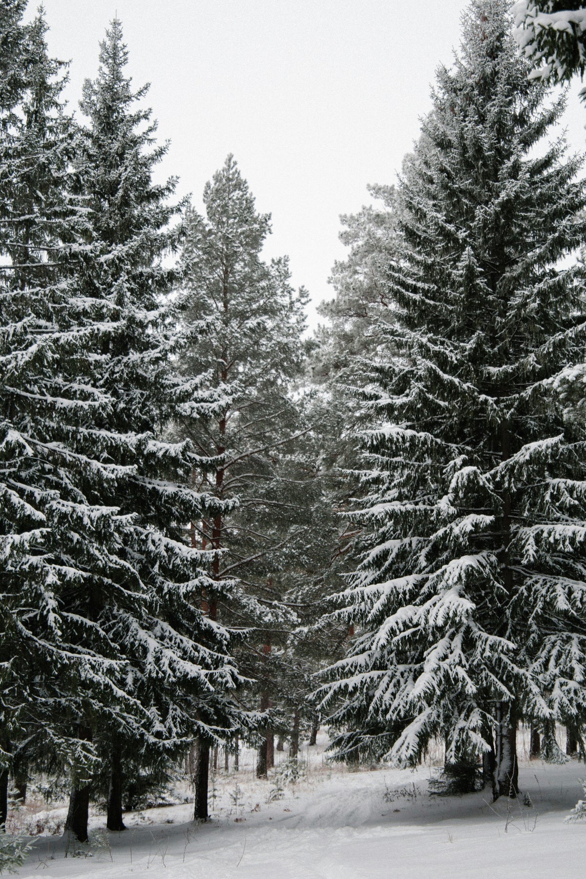 Winter Pine 12 oz scented candle - Home Fragrance